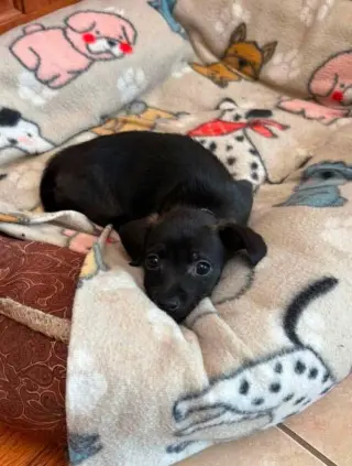 Mowgli ~