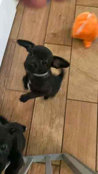 Mowgli ~