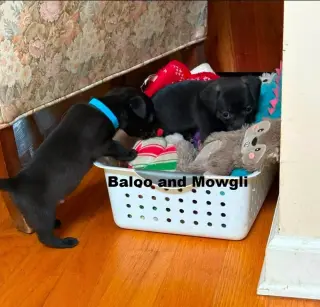 Mowgli ~
