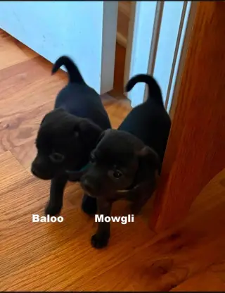 Baloo~