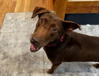 Brownie girl