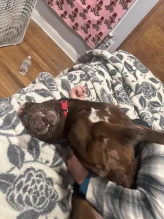 Brownie girl