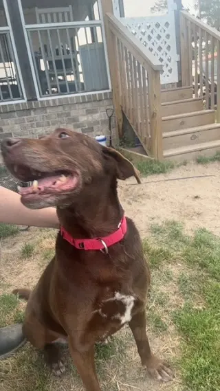 Brownie girl