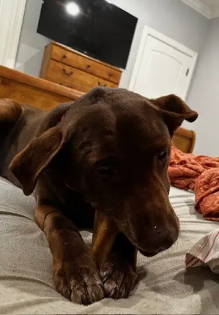 Brownie girl