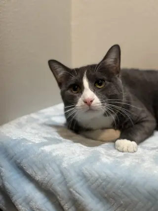 Colby Jack