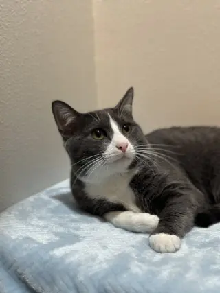 Colby Jack