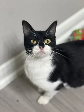 Cookie Deville