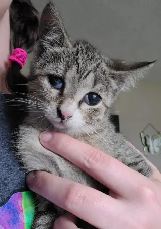 Mouse