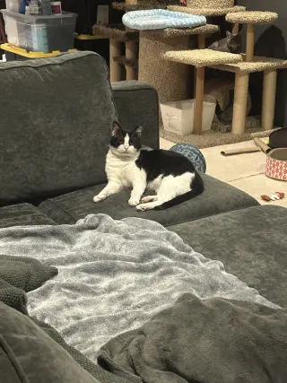 Sylvester