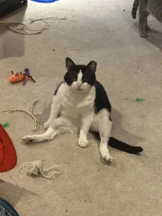 Sylvester