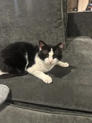 Sylvester