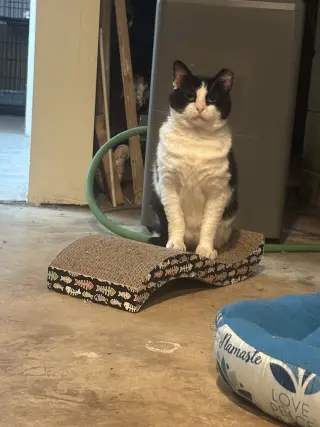 Sylvester