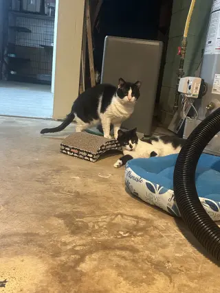 Sylvester