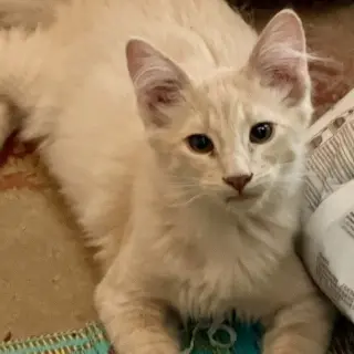 Ricky