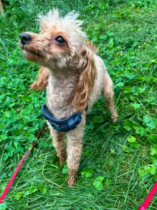 Bonnie