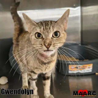 Gwendolyn