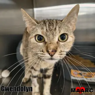 Gwendolyn