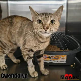 Gwendolyn