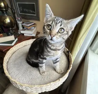 Ziggy