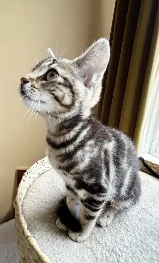 Ziggy