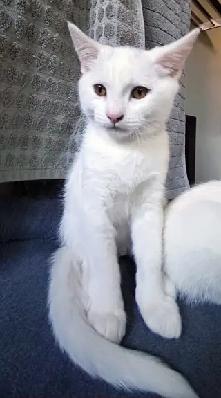 Cosmo