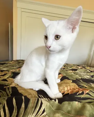 Cosmo