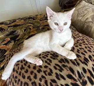 Cosmo