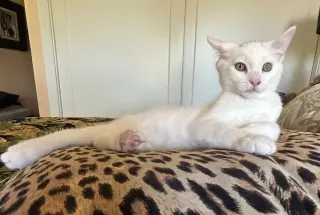 Cosmo
