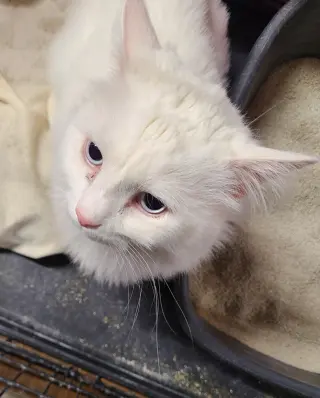 Zelda