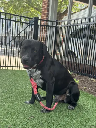 Rex