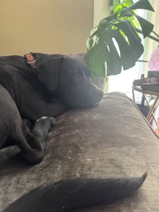 Rex