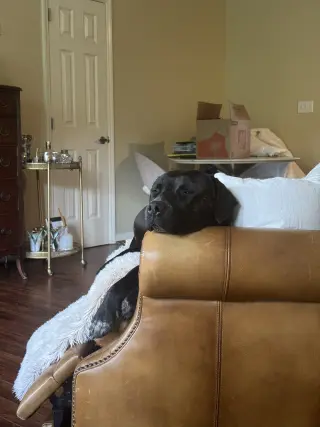 Rex