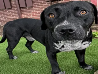 Rex