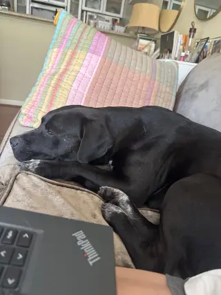 Rex
