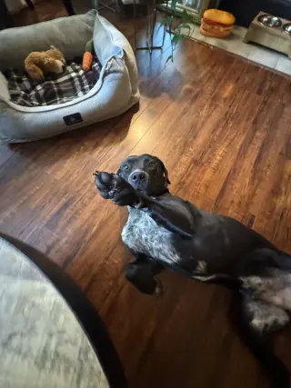Rex