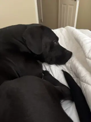 Rex