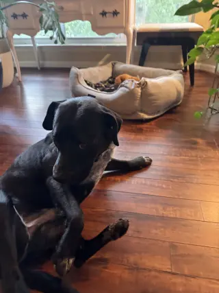 Rex
