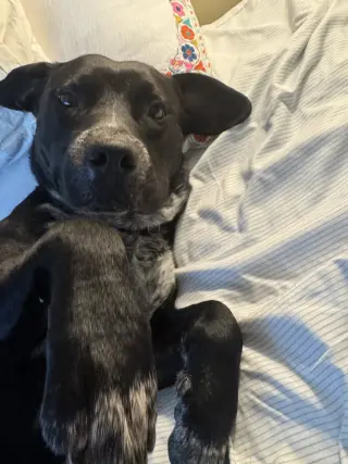 Rex
