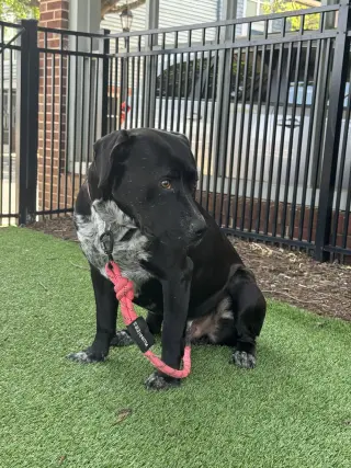 Rex