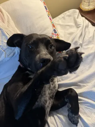 Rex