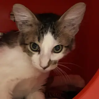 Murray