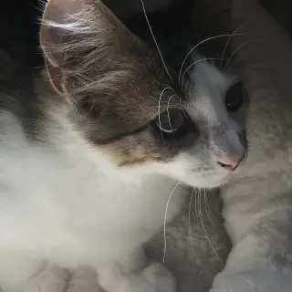 Murray