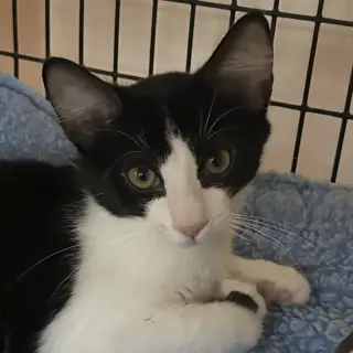 Novak