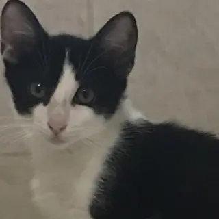 Novak