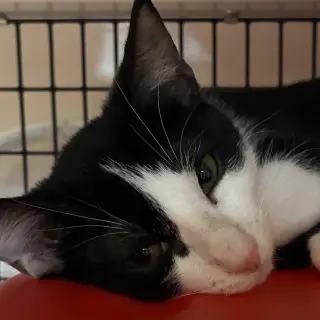 Novak