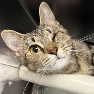 Mama Maggie