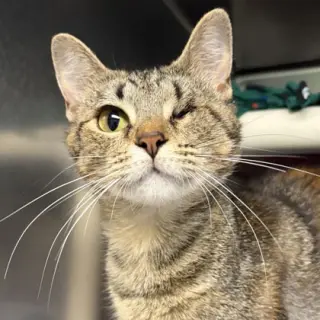 Mama Maggie