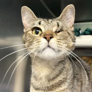 Mama Maggie
