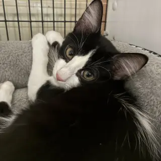 Rafa