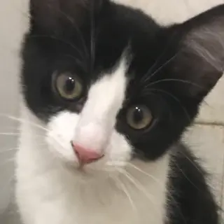 Rafa